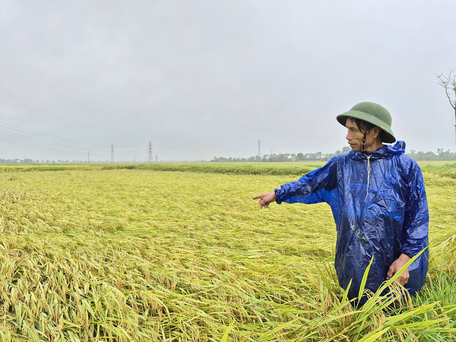 Hà Tĩnh: Dông lốc, mưa đá quật ngã gần 5.900ha lúa xuân trước ngày gặt 