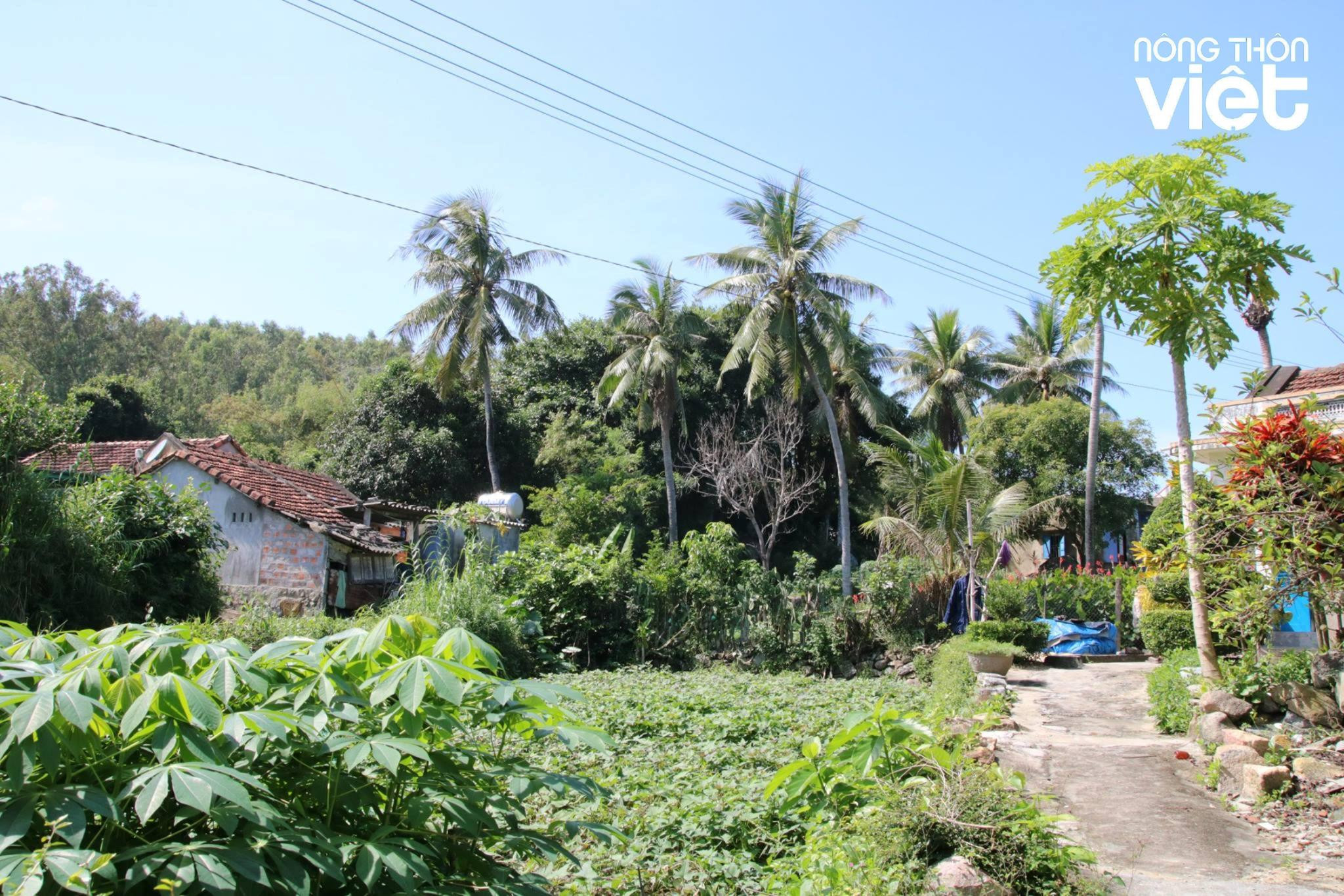 nhung-con-ngo-nep-nha-thanh-binh-o-go-co-20-.jpg
