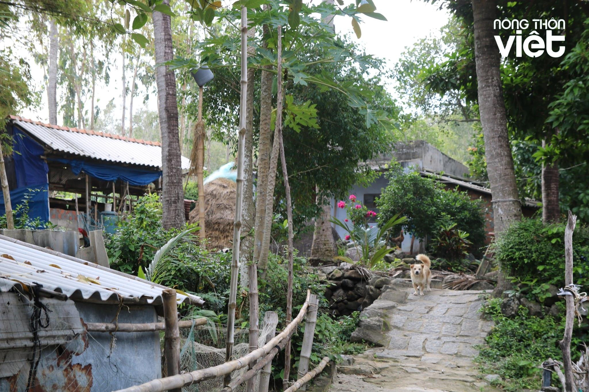 nhung-con-ngo-nep-nha-thanh-binh-o-go-co-21-.jpg