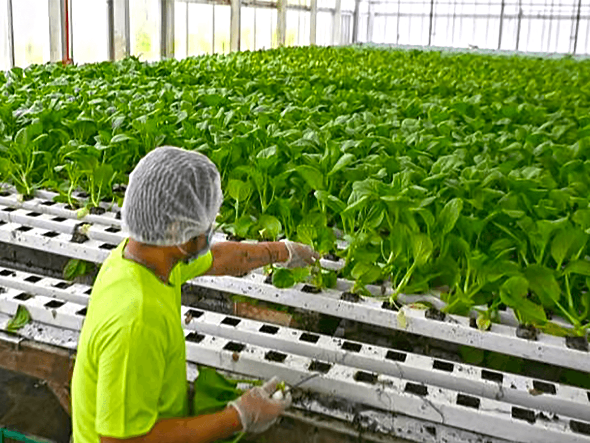 Trang trại Green Harvest đạt một số thành tựu trong việc xây dựng hệ vi khí hậu tự điều hành trong nhà kính - Ảnh_STRAITS TIMES
