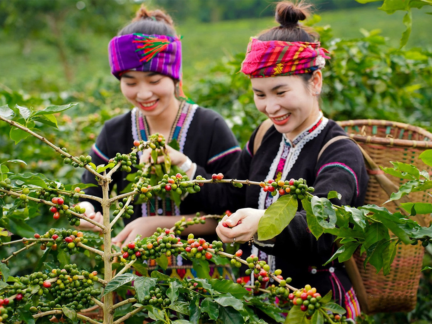 Cà phê Khe Sanh lần đầu góp mặt tại diễn đàn chỉ dẫn địa lý ASEAN