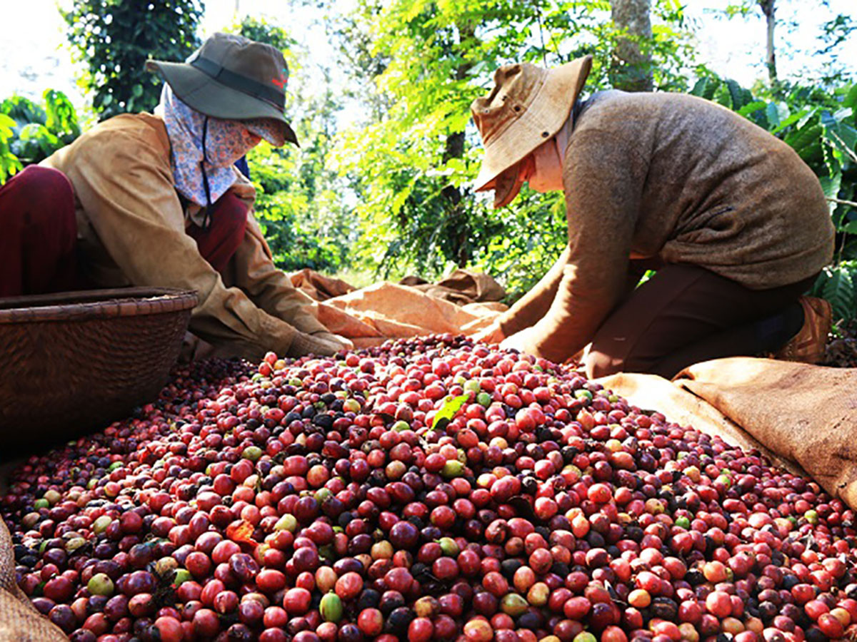 cafef.jpg
