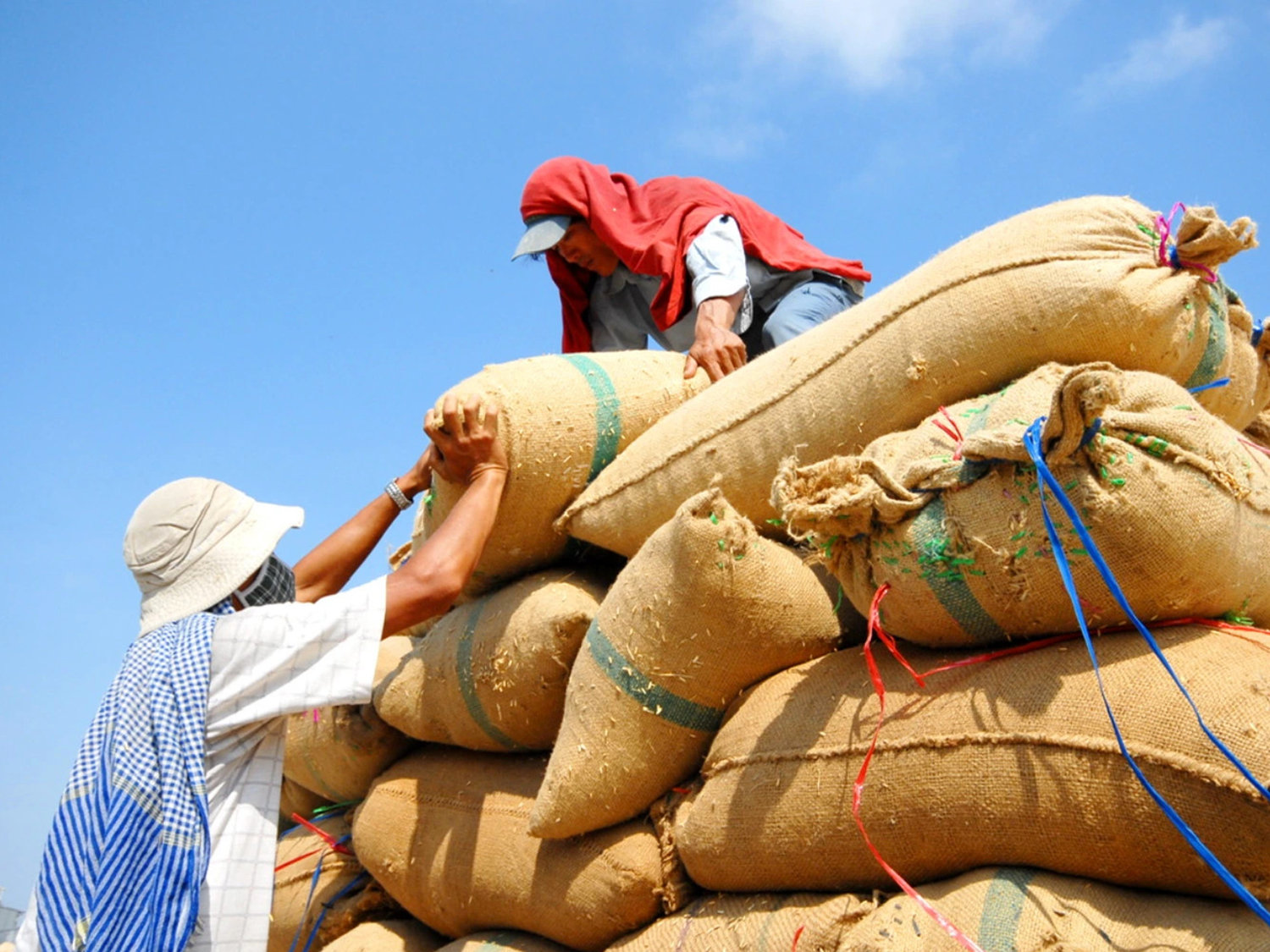 1,5 triệu tấn gạo sang Philippines không chỉ là tin vui xuất khẩu, mà là phép thử vị thế của gạo Việt 