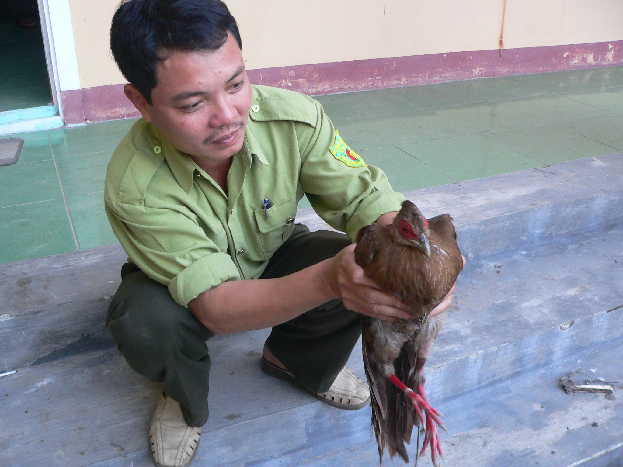 Một cá thể Gà lôi lam mào trắng được phát hiện tại khu vực đèo Hải Vân năm 2009 nhưng sau đó đã bị chết do vết thương quá nặng. Ảnh: Công Bằng.
