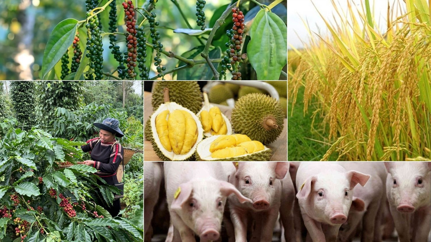 Thị trường hôm nay 17/5: Gạo xuất khẩu bứt phá, cà phê lao dốc trên sàn quốc tế 