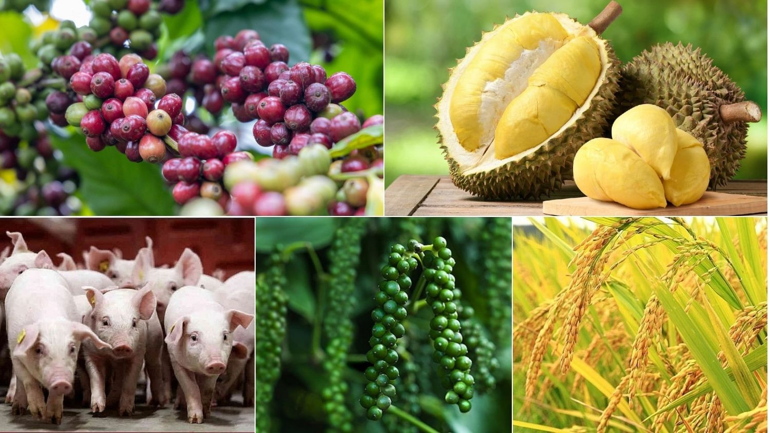 Thị trường cà phê và cao su ngày 18/5/2026 đối mặt với áp lực điều chỉnh từ quốc tế.