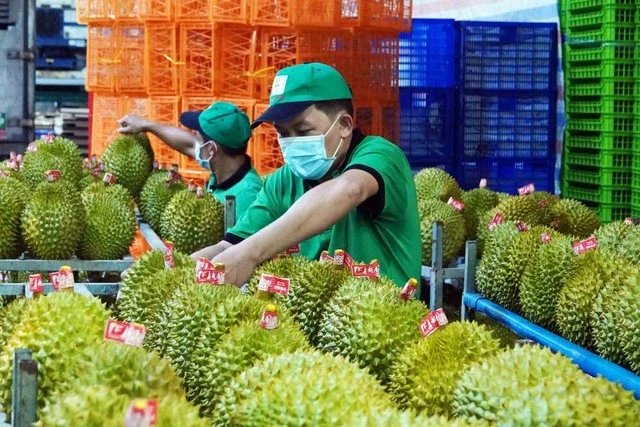 Theo số liệu từ Bộ Nông nghiệp và Môi trường, xuất khẩu sầu riêng của Việt Nam trong quý 1-2026 đã ghi nhận mức tăng trưởng kỷ lục đạt khoảng 221,7 triệu USD. Ảnh: TNO
