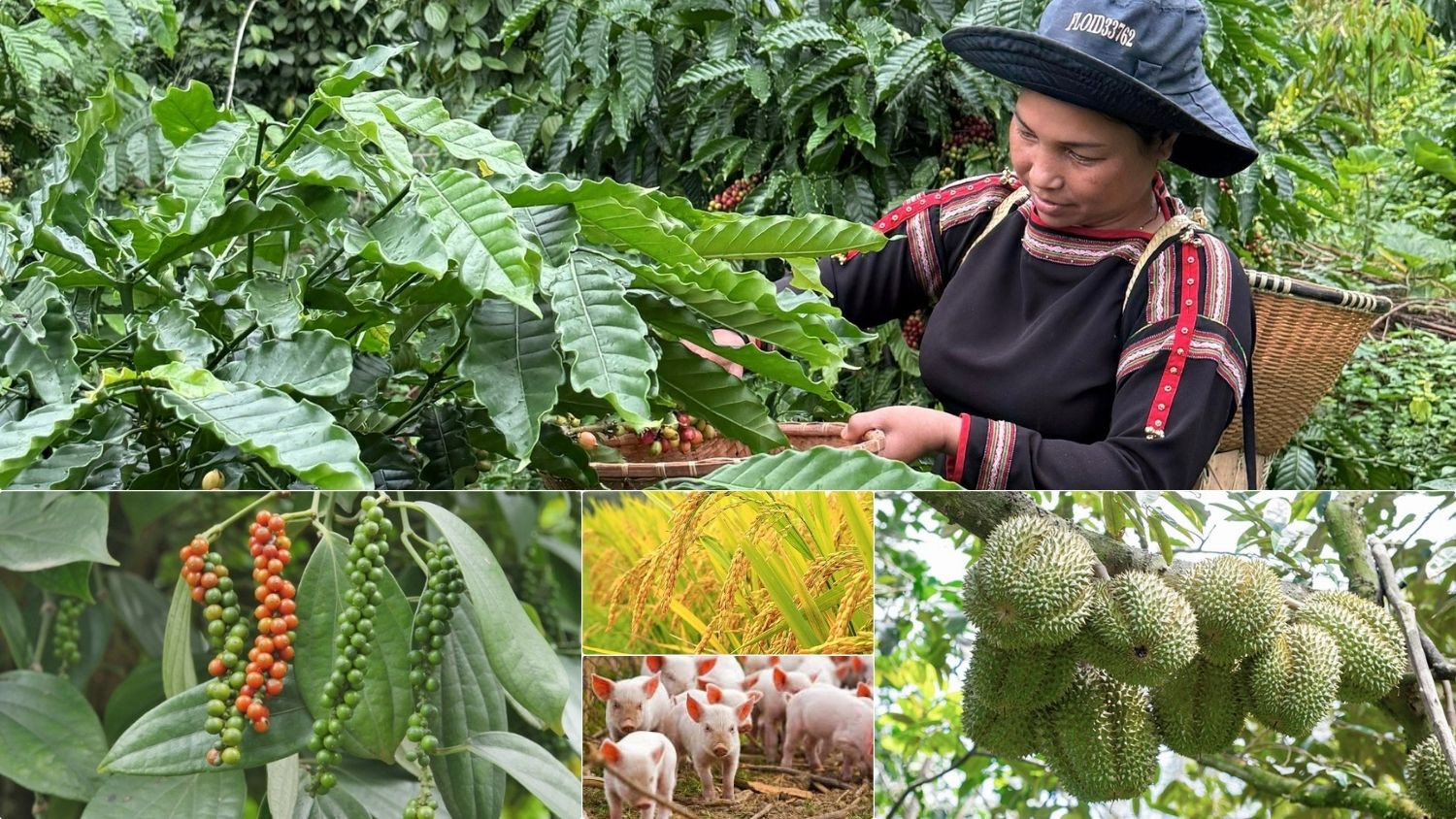 Thị trường nông sản ngày 19/5/2026 ghi nhận giá cà phê và hồ tiêu đồng loạt lao dốc.