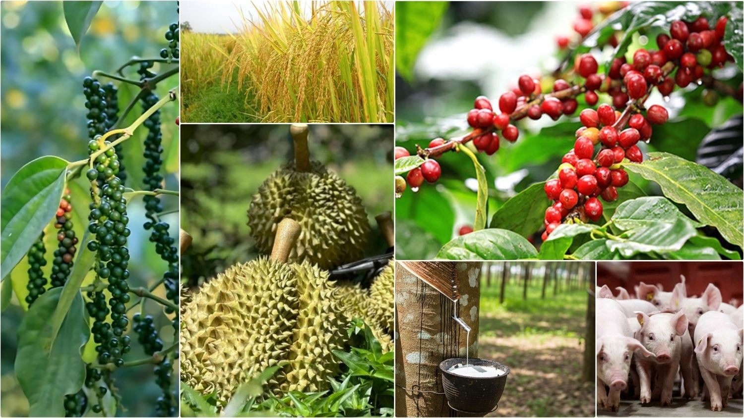 Thị trường hôm nay 20/5: Cà phê mất mốc 86.000 đồng/kg, lúa gạo xuất khẩu vẫn giữ vững vị thế 