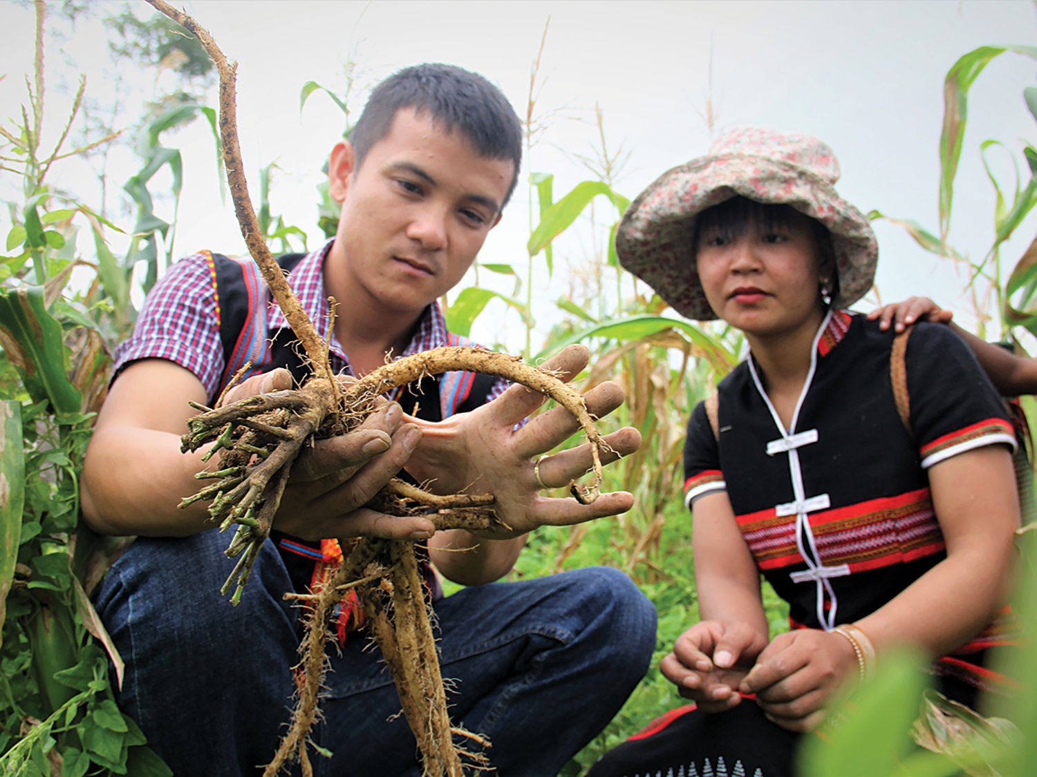 Đồng bào Cơ Tu ở thôn Achoong thu hoạch đảng sâm trên cánh rẫy. Ảnh KHÁNH NGUYỄN
