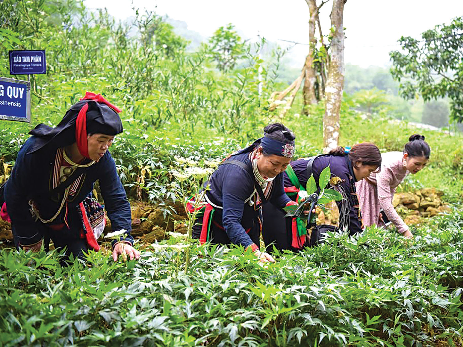 Vườn dược liệu không chỉ là nguyên liệu, mà là ký ức, tri thức và tương lai. Ảnh: Khánh Nguyên