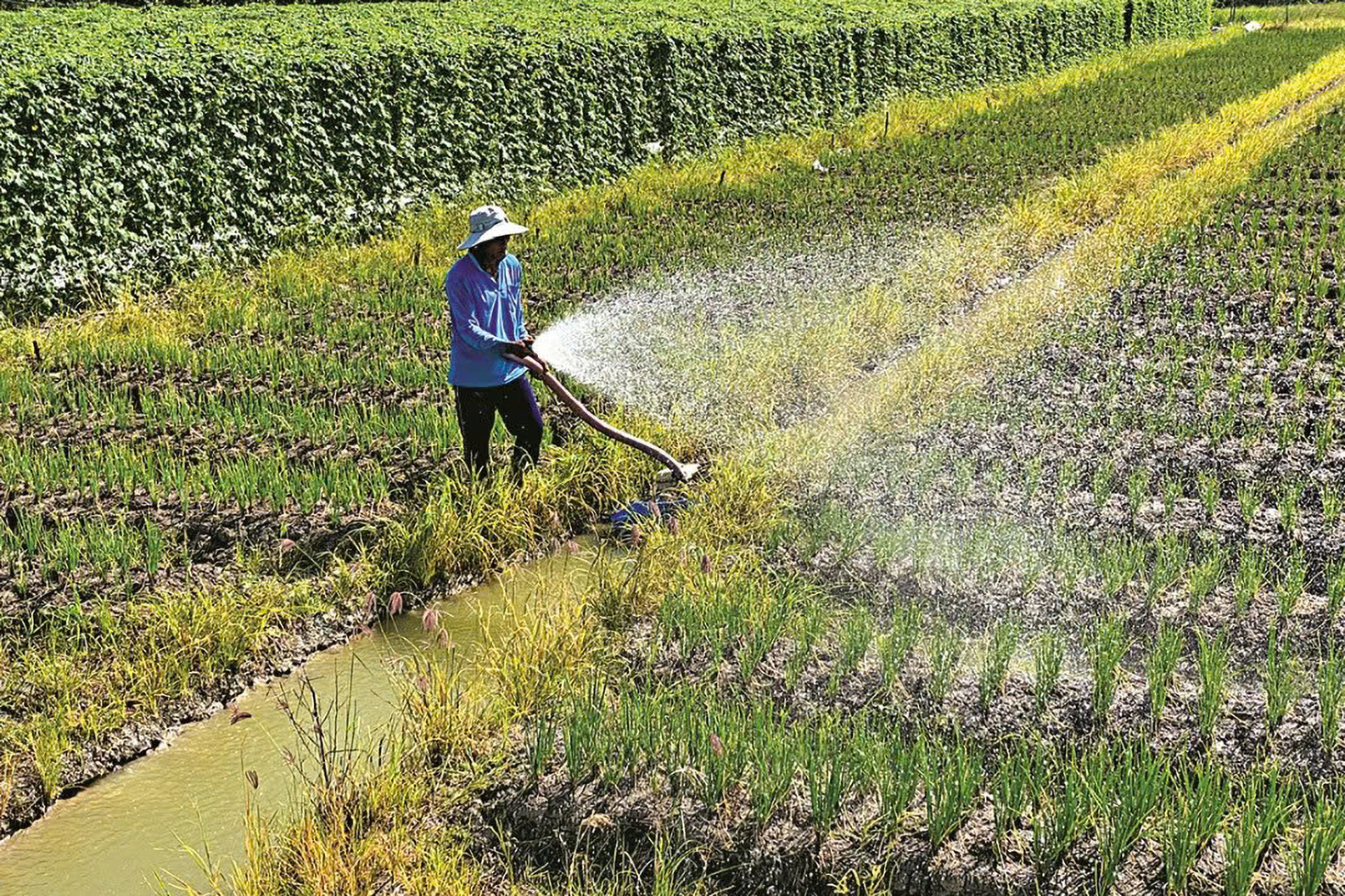 Tưới nước tiết kiệm ở vùng trồng rau màu tỉnh Vĩnh Long. Ảnh: Lê Hoàng Vũ.