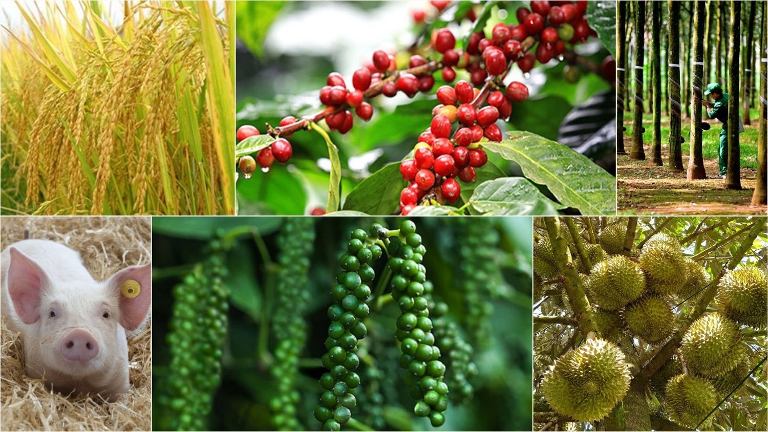 Thị trường nông sản sáng 22/5/2026 cho thấy giá xuất khẩu gạo vẫn đang neo cao và nhiều mặt hàng chủ lực khác như heo hơi, hồ tiêu vẫn đang kiên định giữ vùng giá đỉnh.
