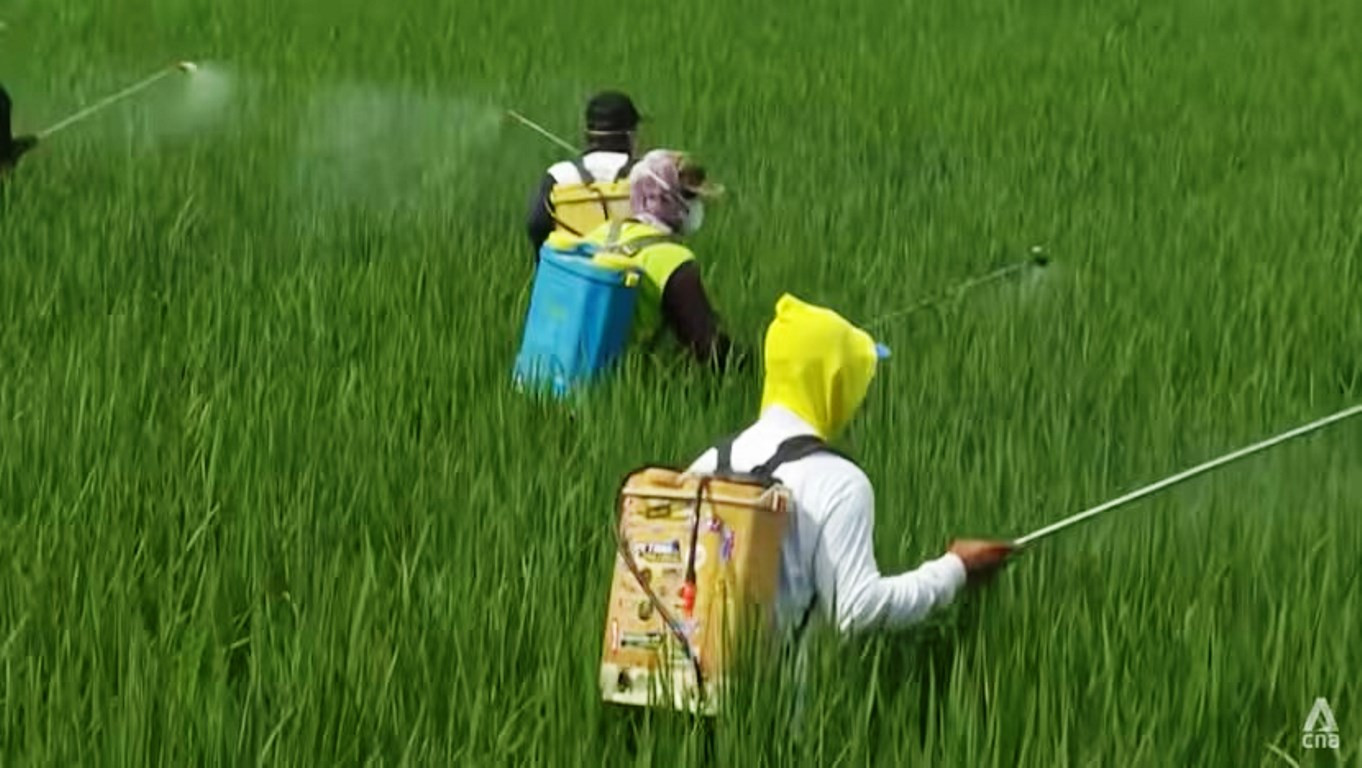 Các thử nghiệm ban đầu do Phòng thí nghiệm Khoa học Sự sống Temasek thực hiện cho thấy lượng khí thải mê-tan từ canh tác lúa có thể giảm tới 50%. Ảnh: CNA.