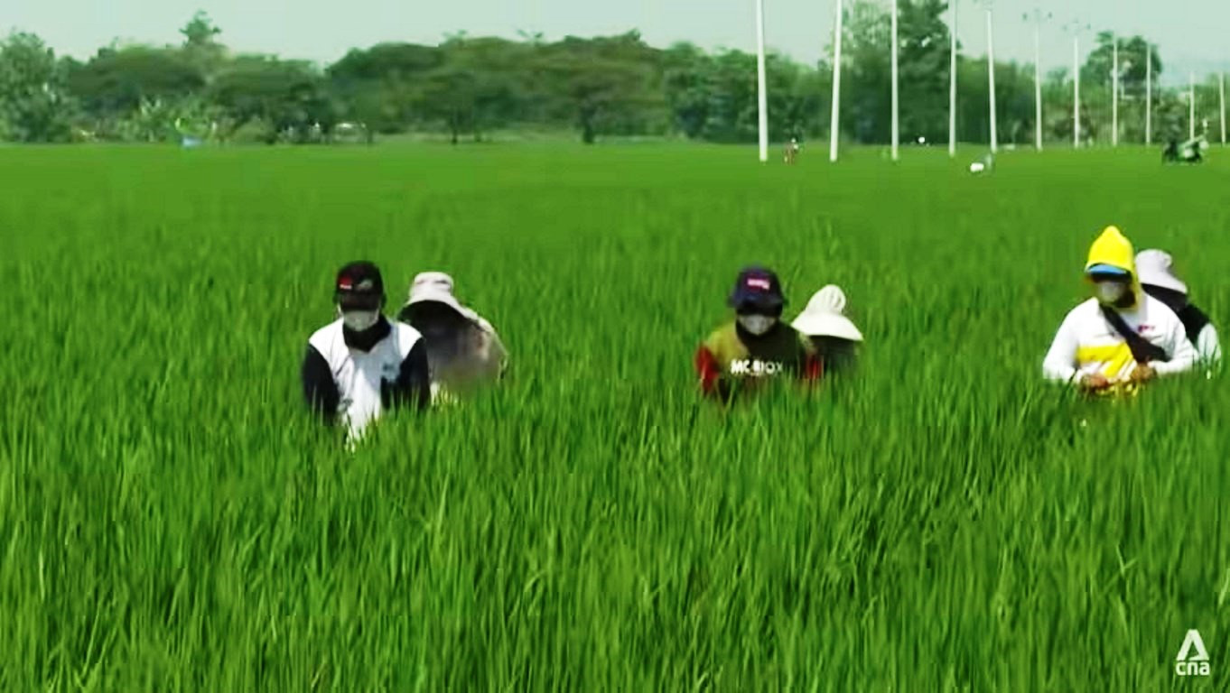 Indonesia: Công thức trồng lúa mới giảm một nửa khí mê-tan?