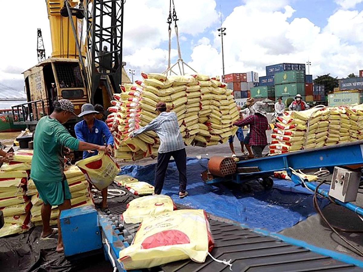 Khi nông dân trong nước được khuyến khích chuyển sang các giống lúa chất lượng cao hơn, khoảng trống ở phân khúc phổ thông sẽ tự động xuất hiện. Ảnh: THC L