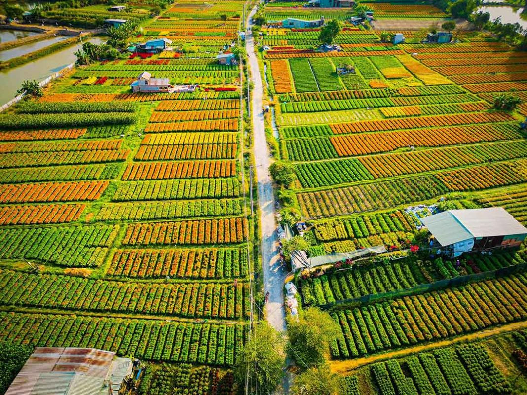 Khung cảnh làng hoa Tân Ba, Tân Đông Hiệp, Hồ Chí Minh. Nguồn: