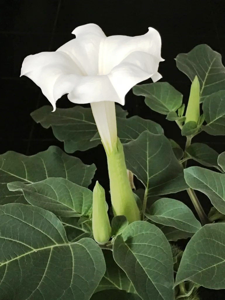 Cây Datura nổi tiếng với những bông hoa hình kèn màu trắng hoặc tím, quả màu xanh có gai và lá to có mùi hăng nồng. Ảnh tư liệu: Flobbadob/Wikimedia Commons.