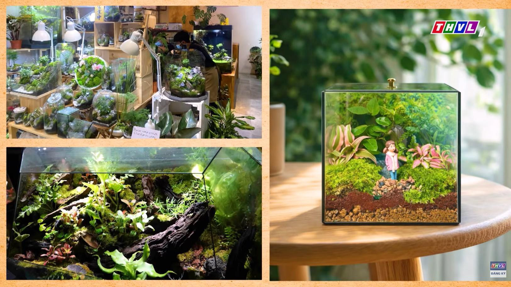 Các loại Terrarium độc đáo.