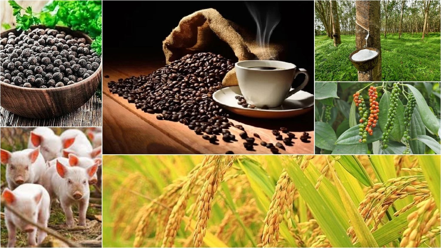 Thị trường nông sản 31/5: Cà phê mất mốc 90.000 đồng/kg, sầu riêng đón tín hiệu tích cực