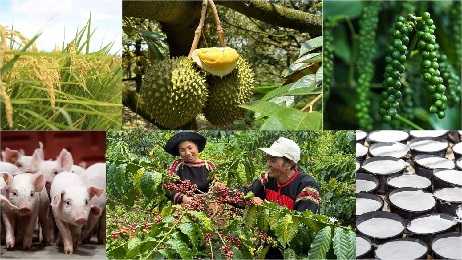 Thị trường nông sản sáng 10/6 ghi nhận giá cà phê trong nước tăng từ 300 đến 500 đồng/kg.