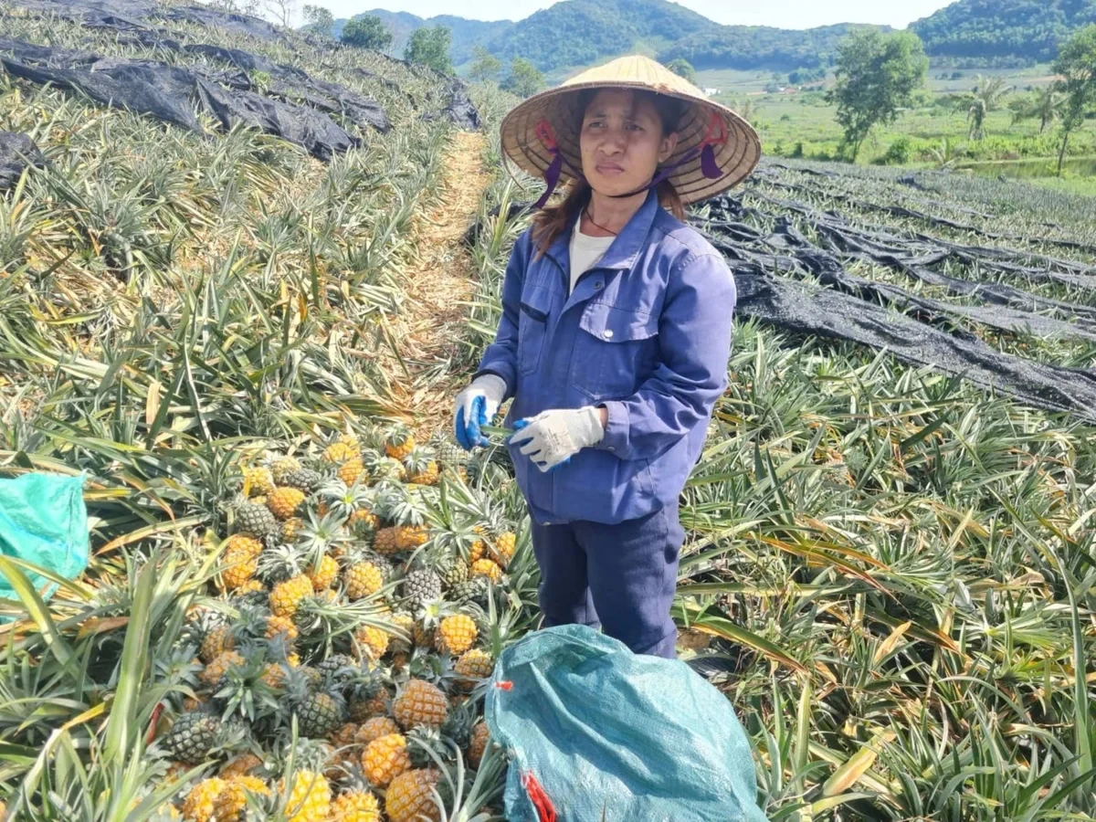 Thanh Hóa ế dứa, Hà Tĩnh mở rộng vùng trồng: bản đồ thị trường chung cho dứa, bao giờ? 
