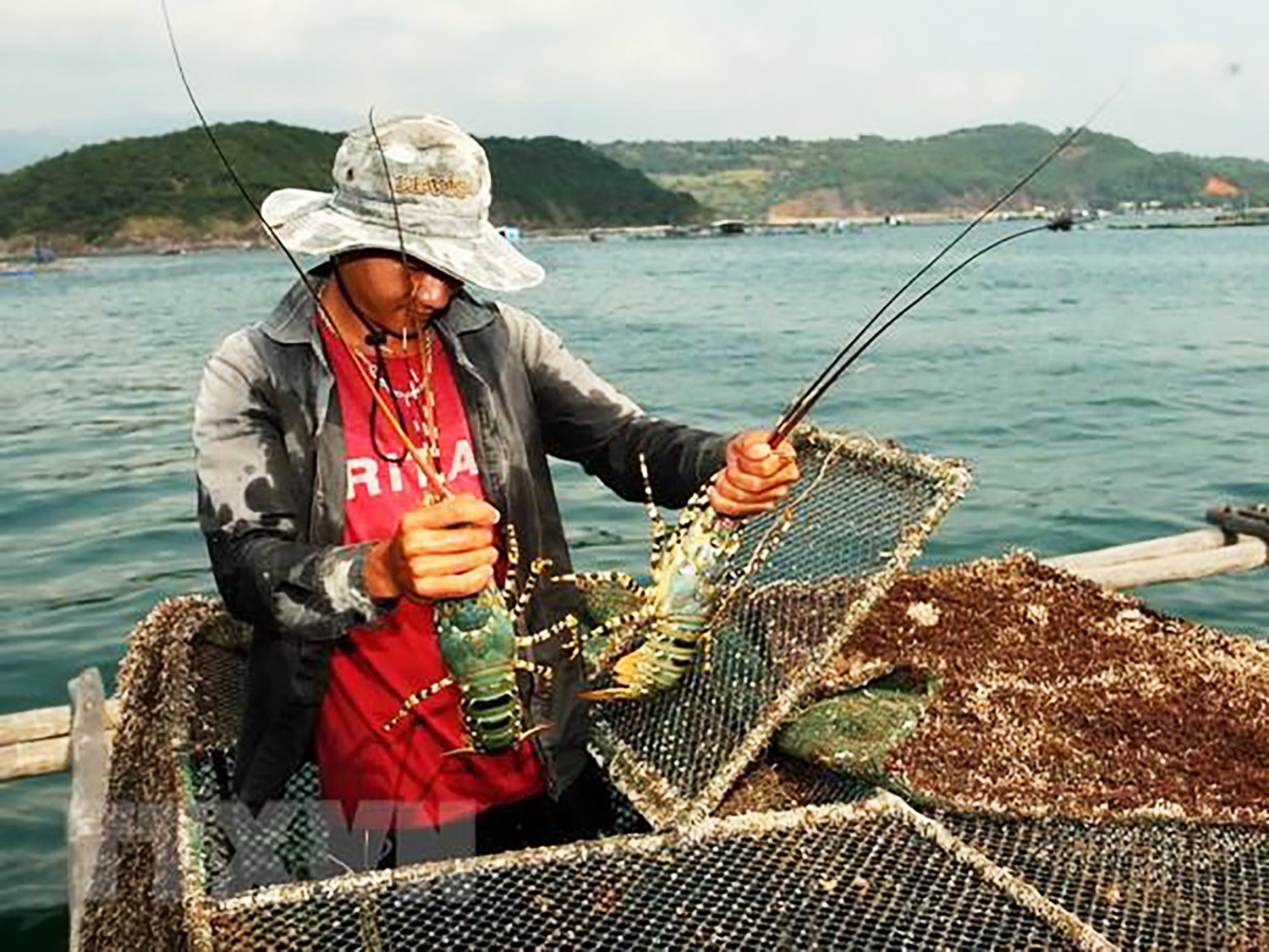 Muốn vào thị trường tỷ dân, con tôm bông thương phẩm bắt buộc phải có 