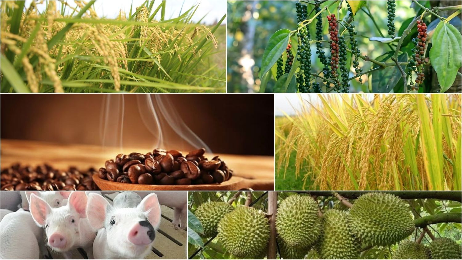 Kết thúc phiên giao dịch hôm qua, thị trường nông sản chứng kiến giá cà phê trong nước cộng thêm từ 2.200 đến 2.300 đồng/kg.