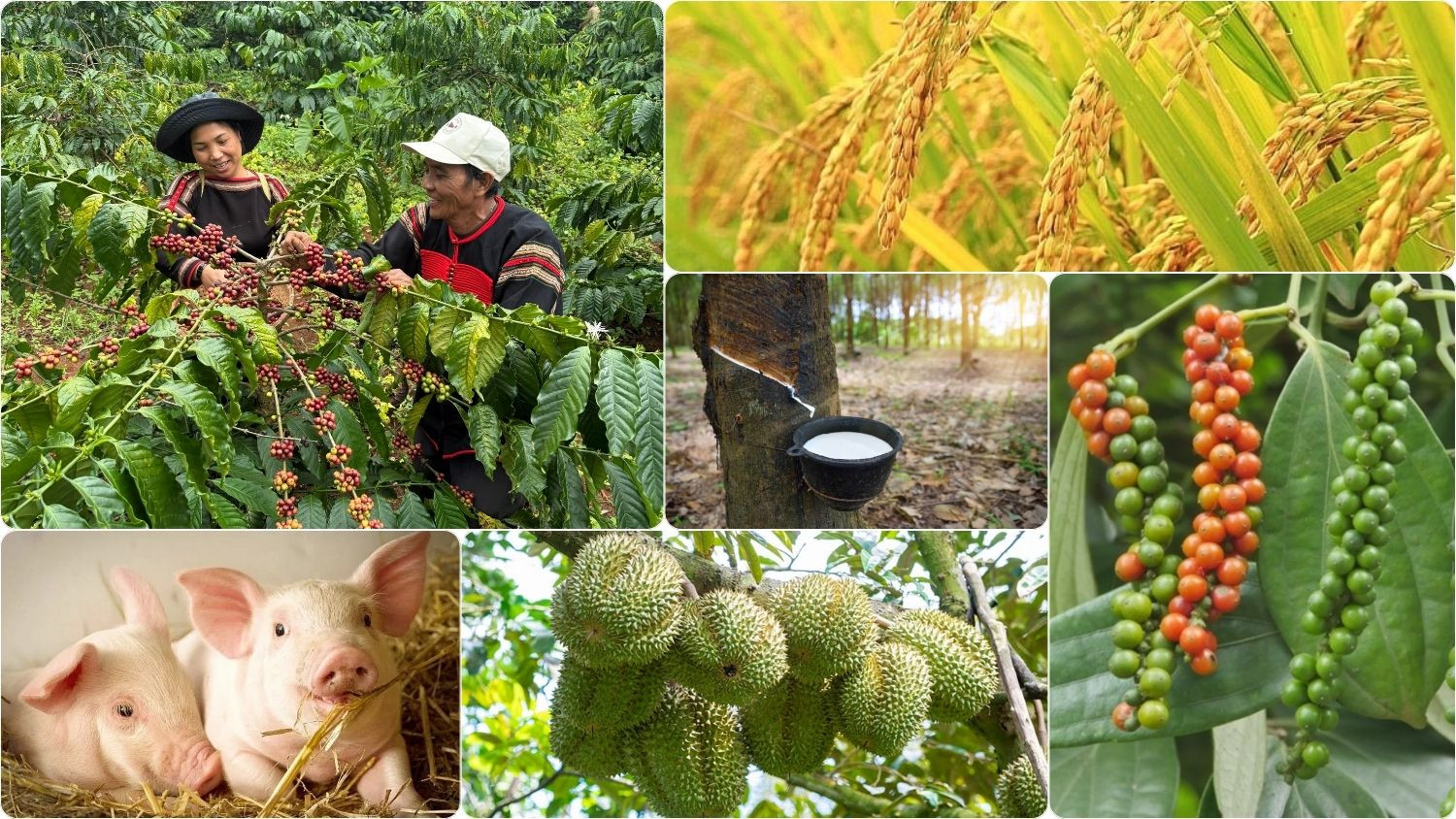 Thị trường nông sản sáng nay ghi nhận giá cà phê trong nước tiếp tục một phiên bứt phá ấn tượng.