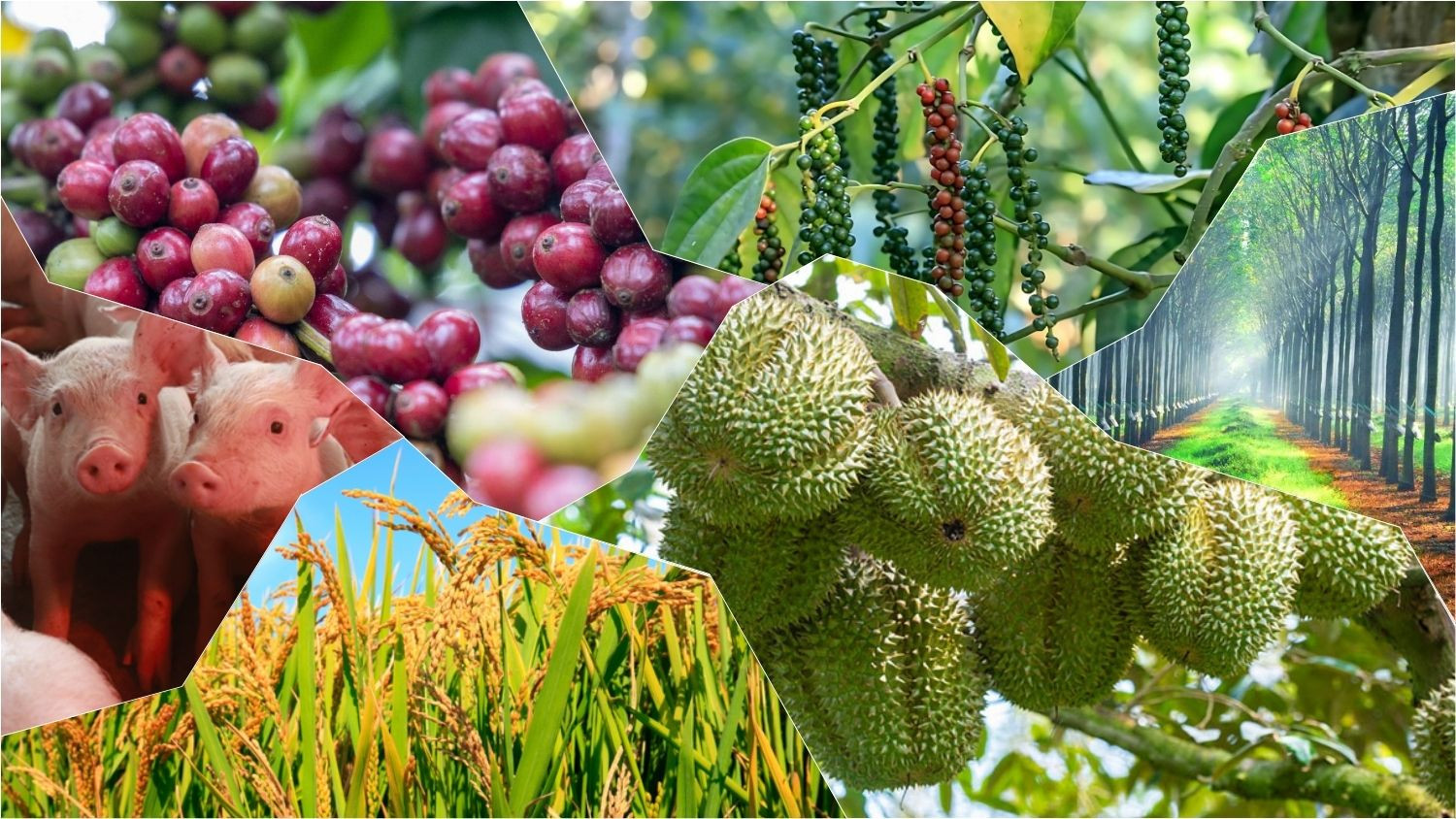 Thị trường nông sản sáng nay ghi nhận giá cà phê nội địa vẫn giữ vững vùng giá tốt.