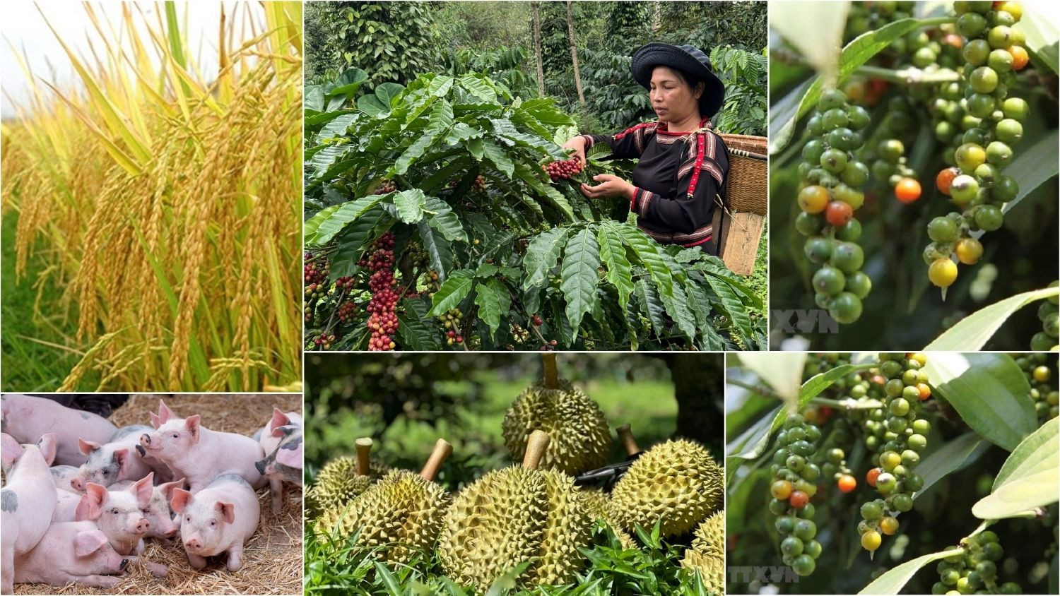 Thị trường nông sản 18/6: Cà phê nội địa chững lại, sầu riêng Thái vẫn 'một mình một chợ'