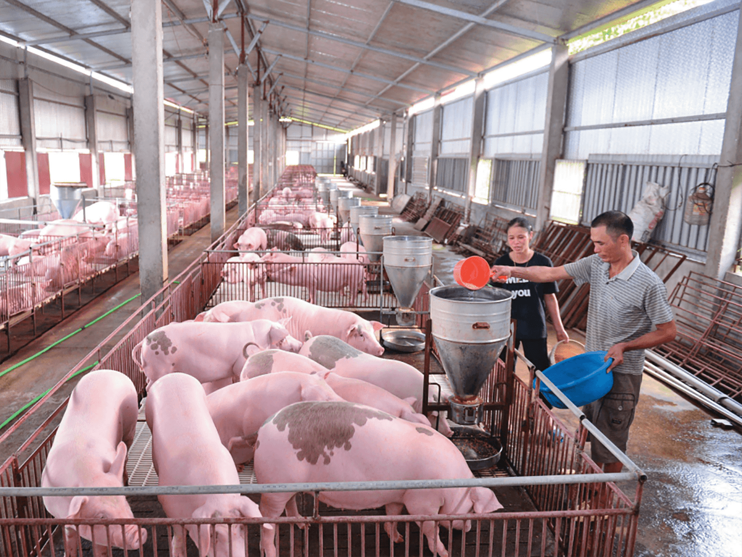 Tổ chức Bảo vệ Động vật Thế giới (WAP) từng nâng hạng Việt Nam ở mức F trong chỉ số bảo vệ động vật (API).