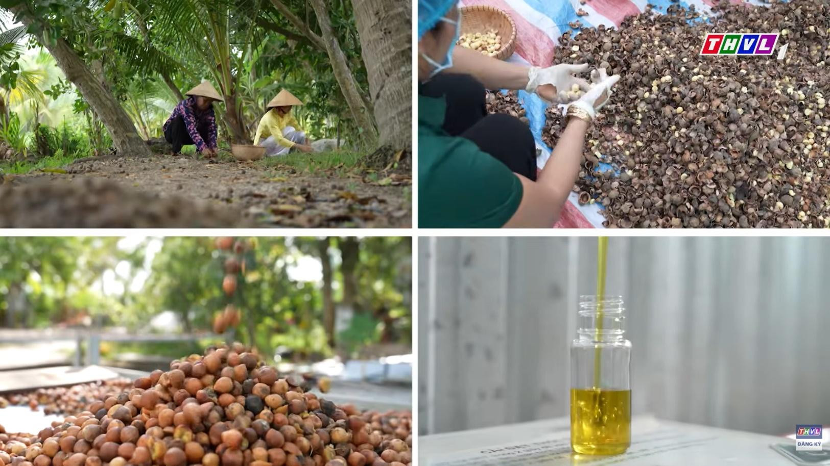 ‘Tinh hoa bách nghệ’: Đánh thức giá trị cây mù u và gìn giữ nghề dệt thổ cẩm Chăm 