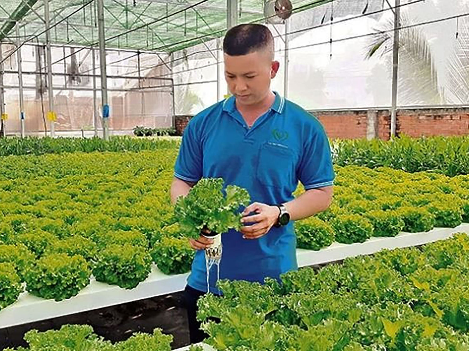 Hệ thống phun sương tự động trồng rau thủy canh ứng dụng công nghệ IoT của Hợp tác xã Nông nghiệp Tuấn Ngọc, thành phố Thủ Đức. Ảnh: KHPT