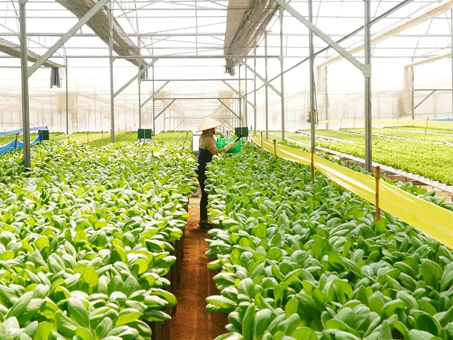 Thu nhập nông dân tăng gấp 3 lần - phép thử của đô thị nông nghiệp thông minh TP.HCM