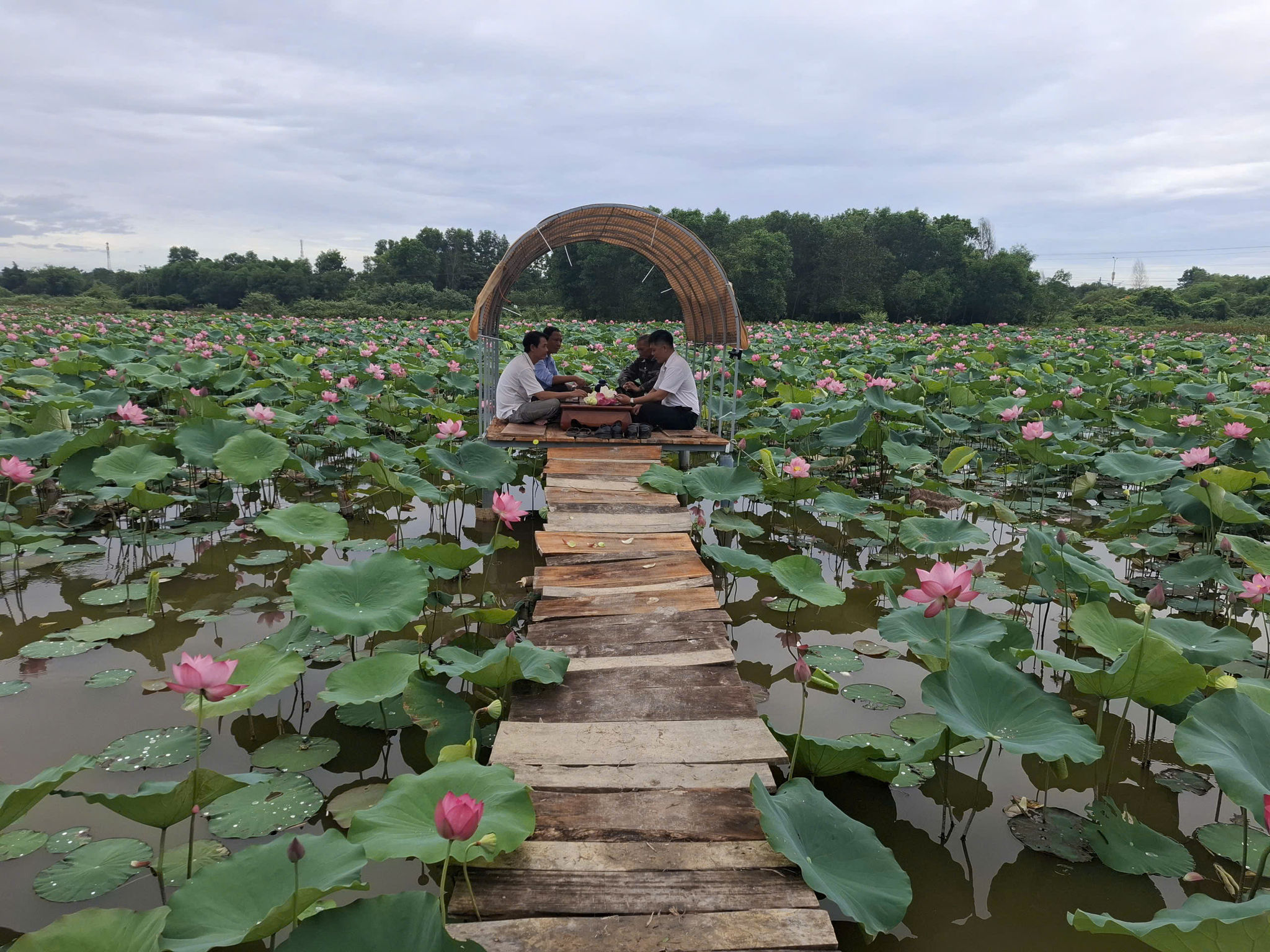 Đầm sen của lão nông Trương Duy Hòa