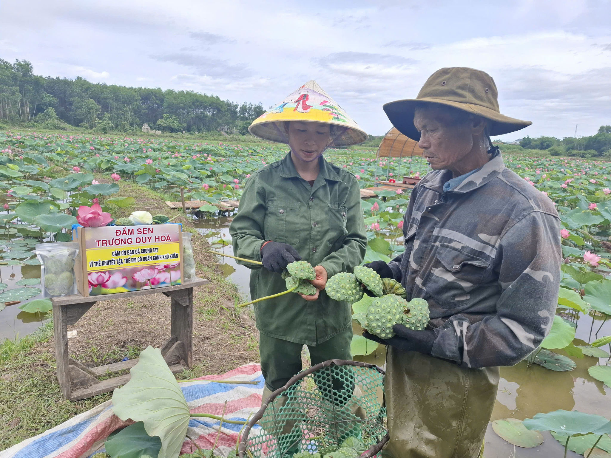 Ông Trương Duy Hòa phấn khởi khi vụ sen năm nay được mùa
