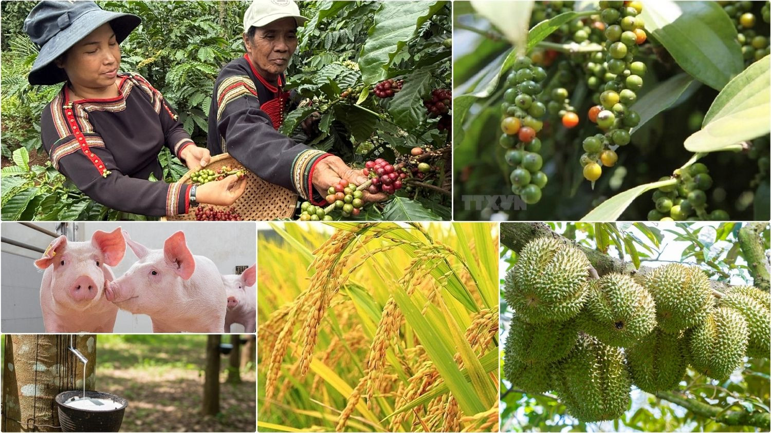 Thị trường nông sản sáng 2/7/2026 ghi nhận cà phê trong nước có phiên giao dịch đầy khởi sắc sau nhịp điều chỉnh giảm trước đó.