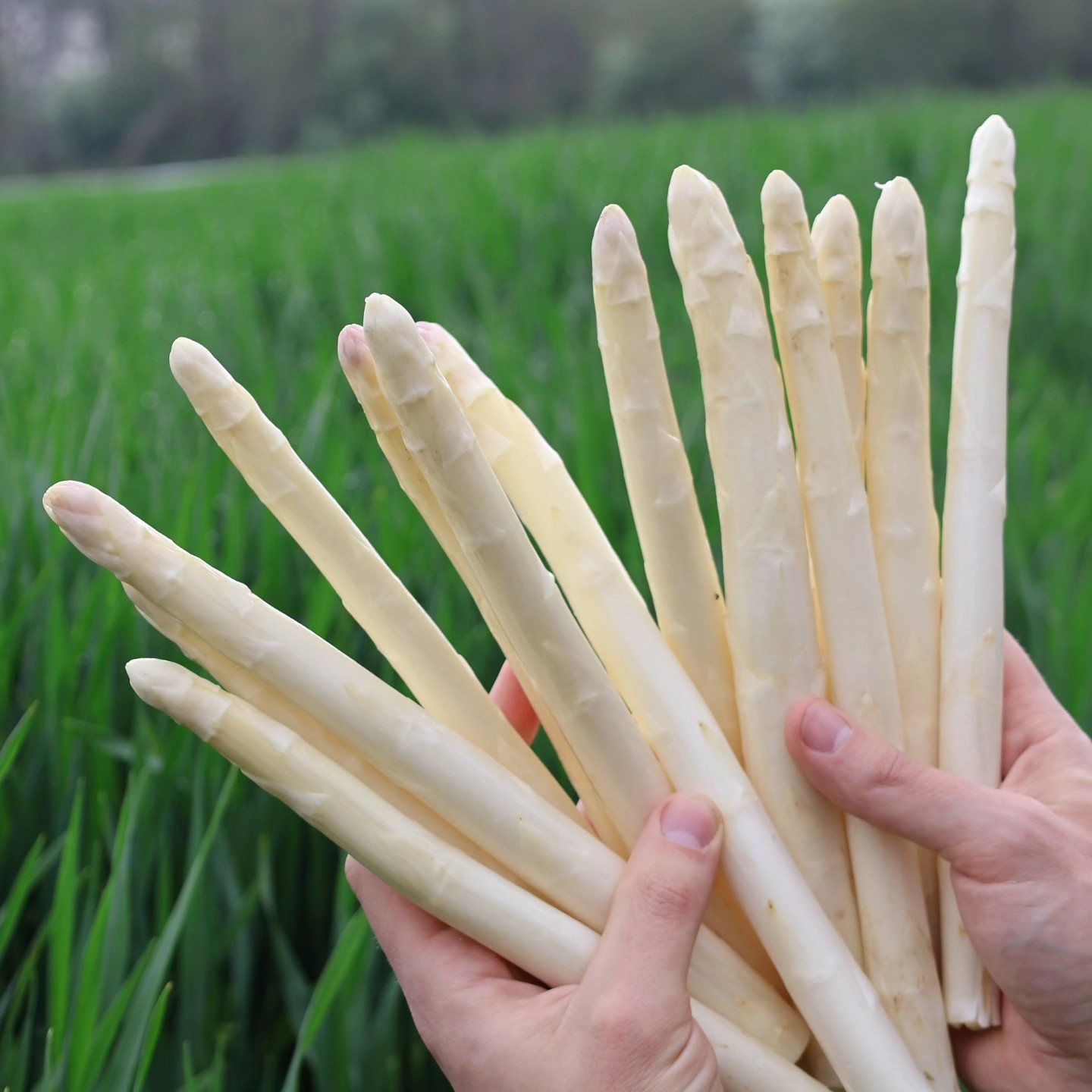 măng tây ở Đức