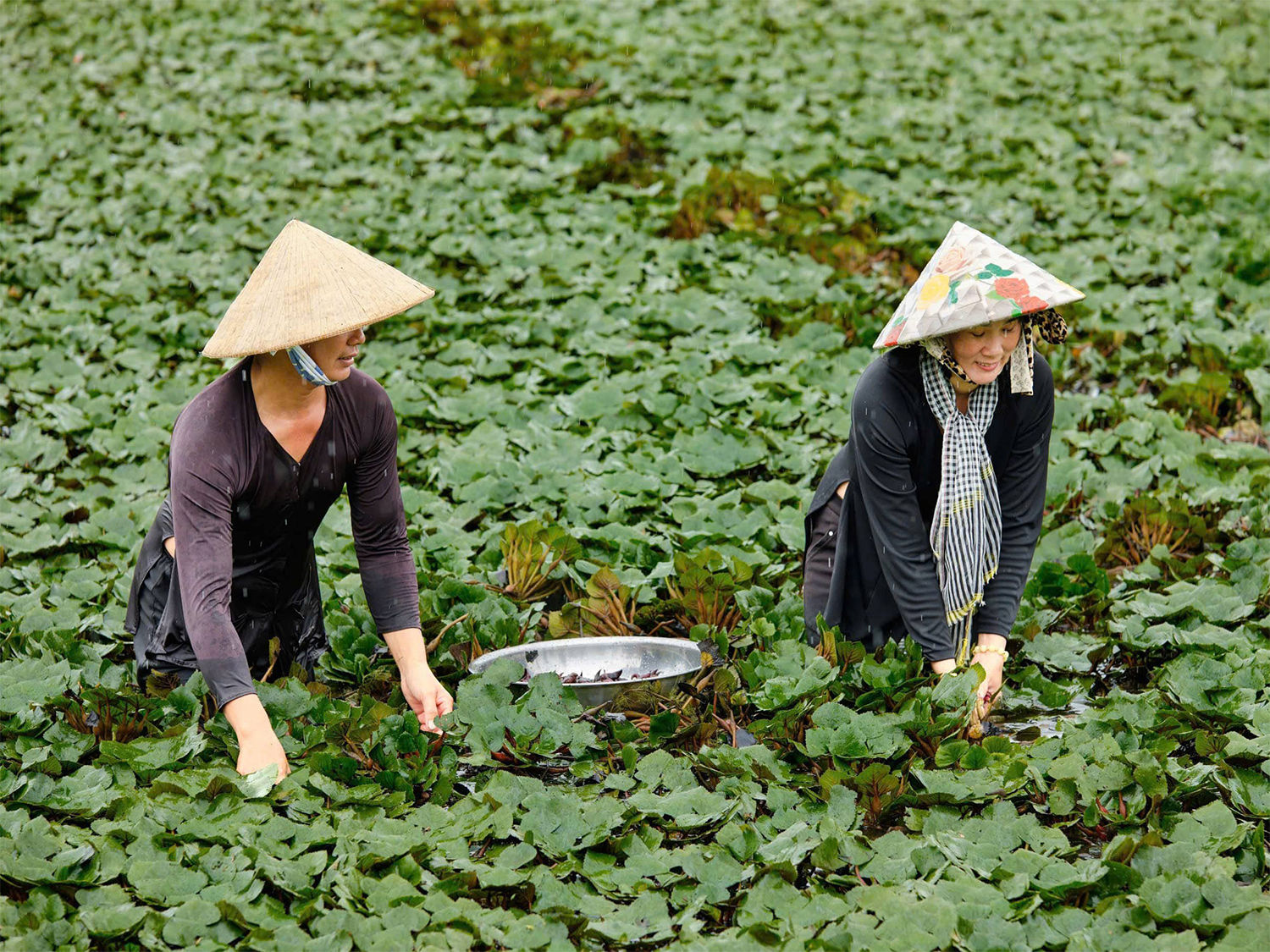 Làng ấu Lấp Vò: Nơi duy nhất trồng ấu thành làng