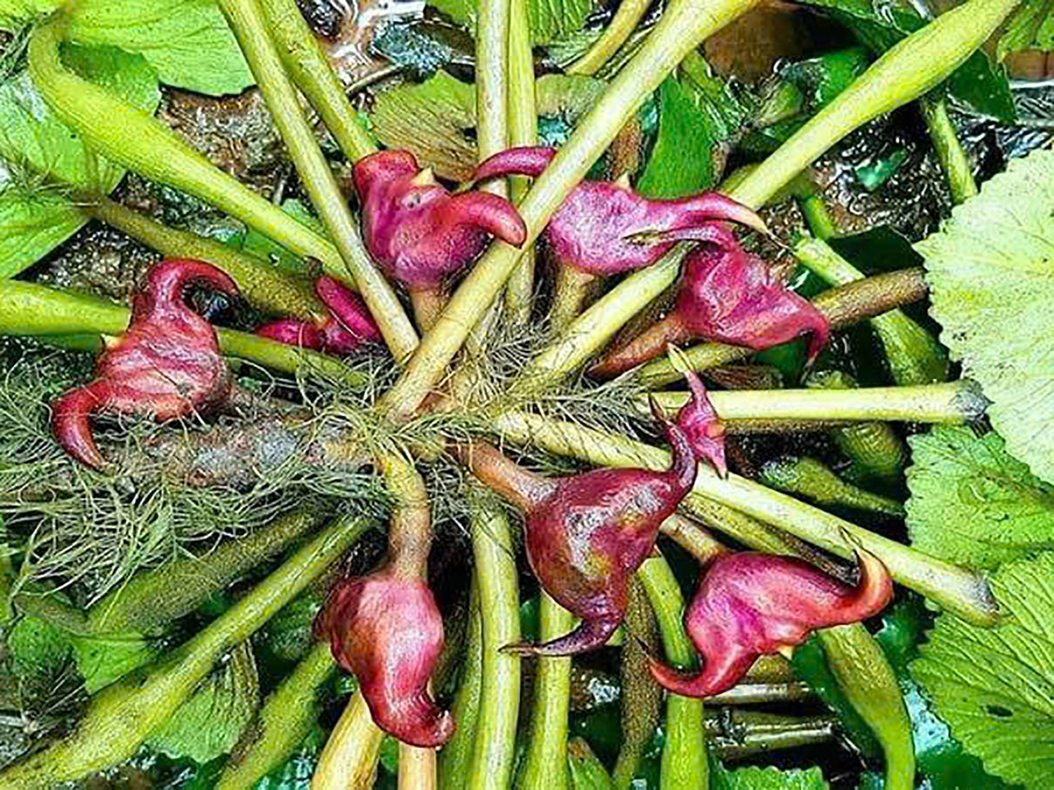 Củ ấu
