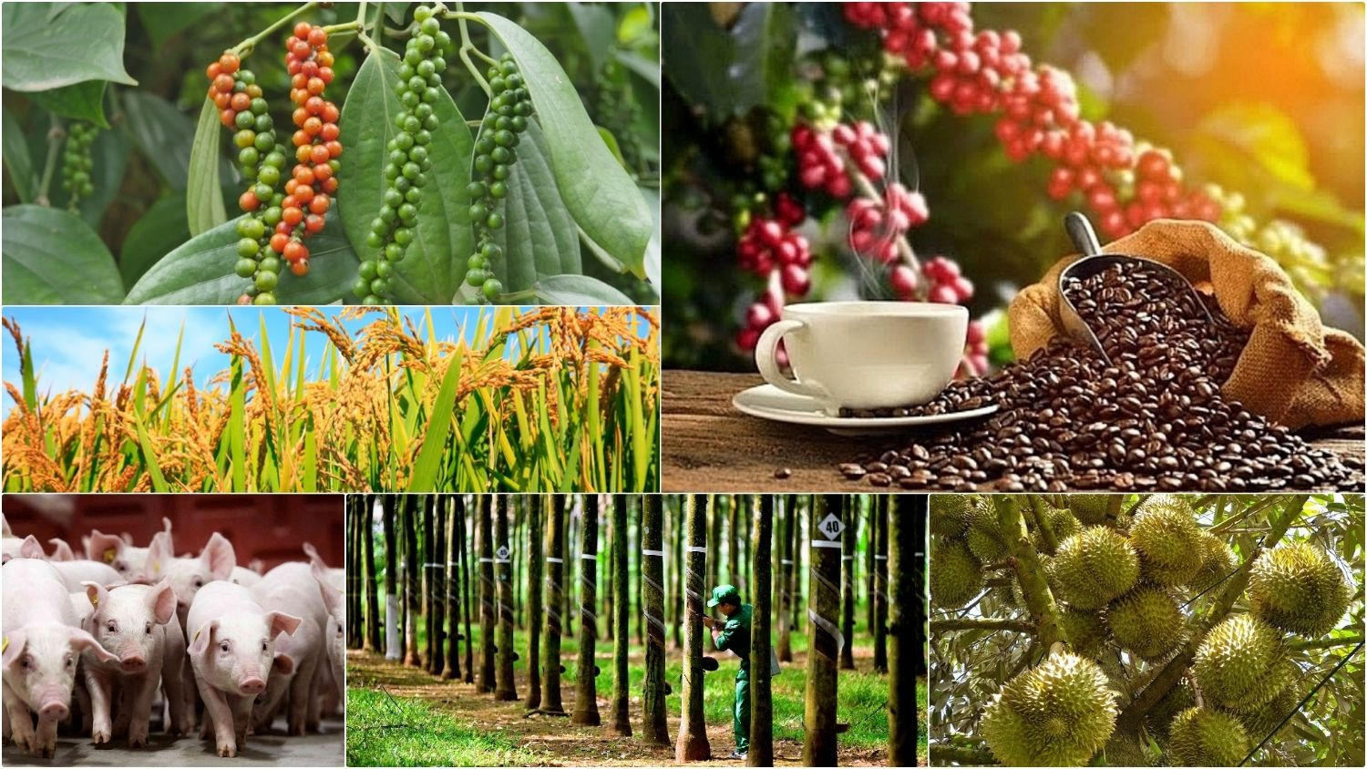Thị trường nông sản 7/7: Cà phê thế giới tăng ‘nóng’, trong nước duy trì sự bình ổn