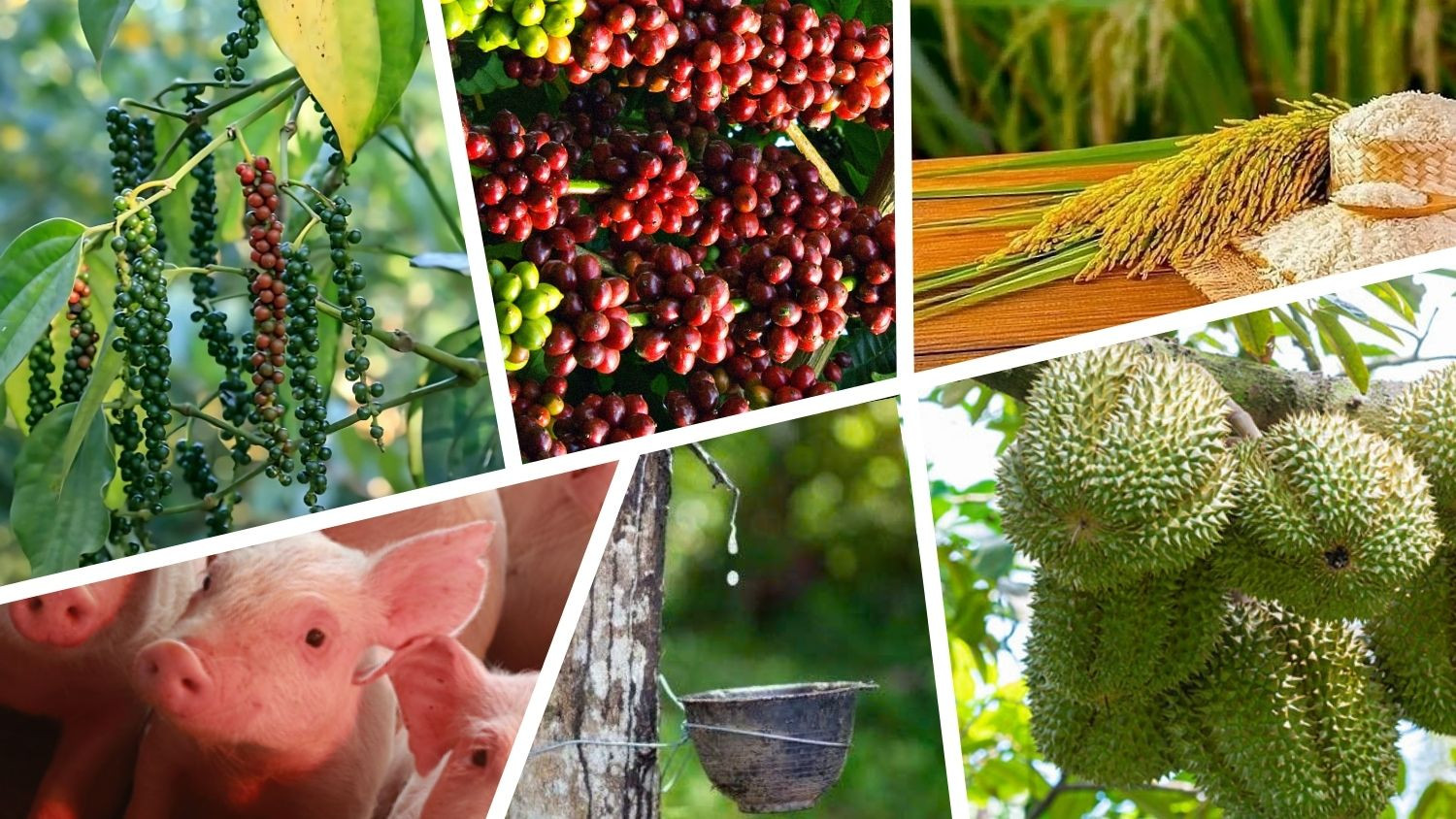 Thị trường nông sản 8/7: Cà phê áp sát mốc 97.000 đồng/kg, hồ tiêu tăng nhẹ 