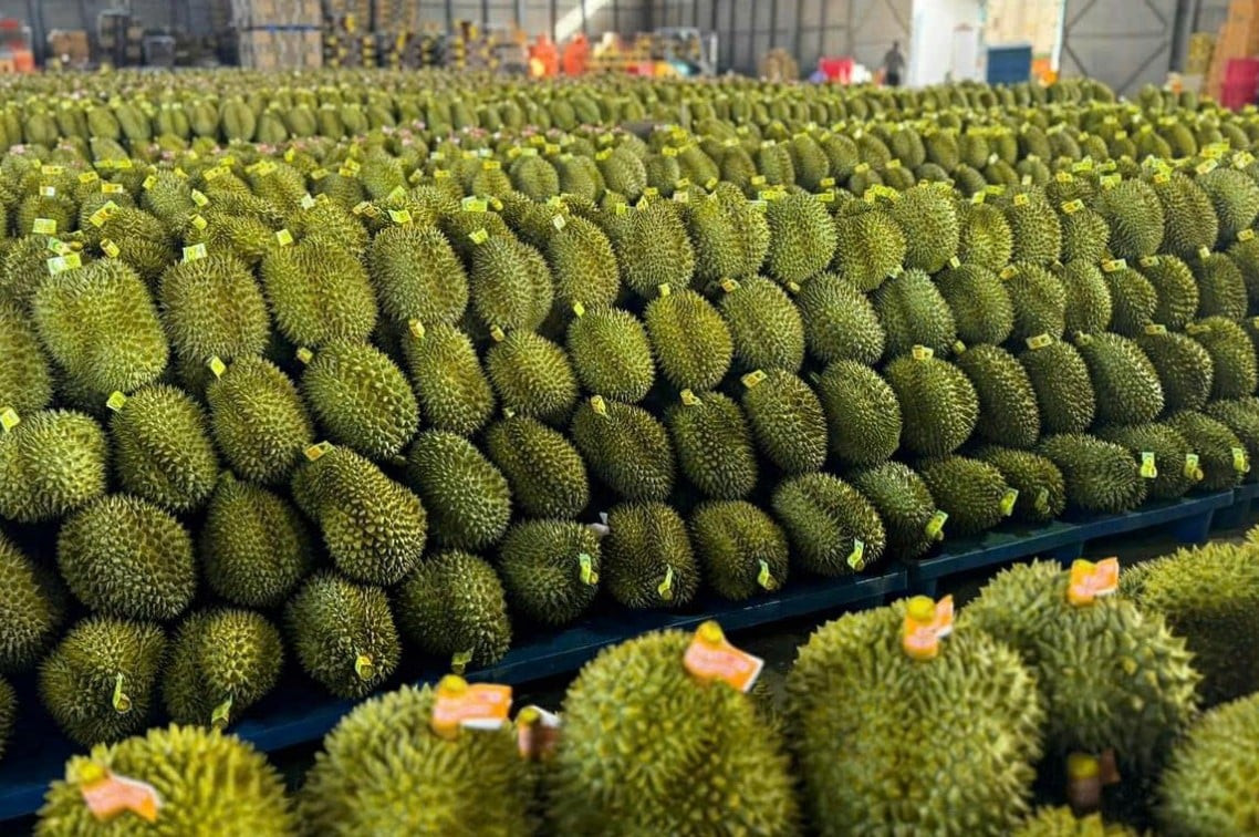 sầu riêng