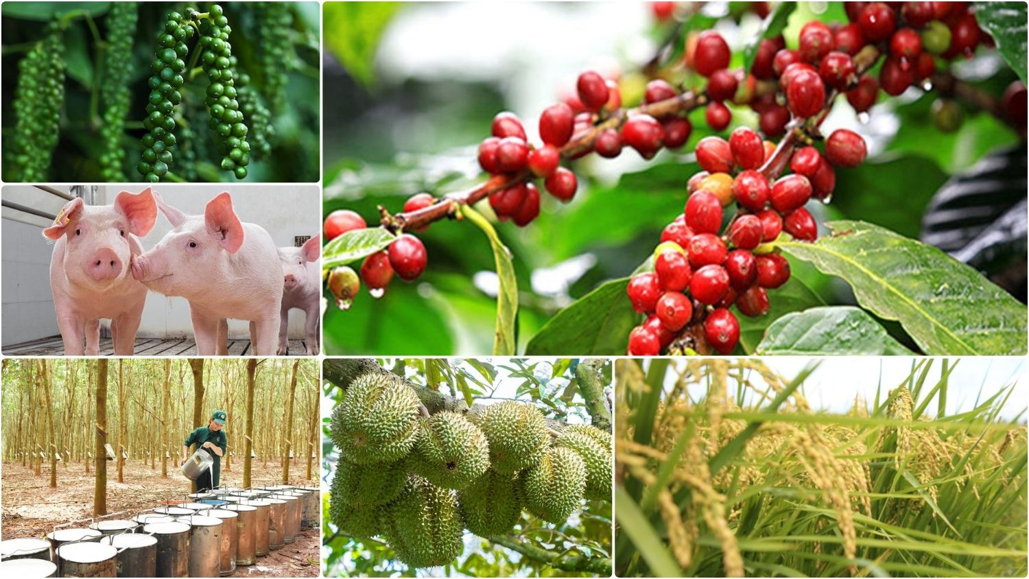 Thị trường nông sản 11/7: Cà phê bứt tốc tiến sát 100.000 đồng/kg, lúa gạo và hồ tiêu đi ngang
