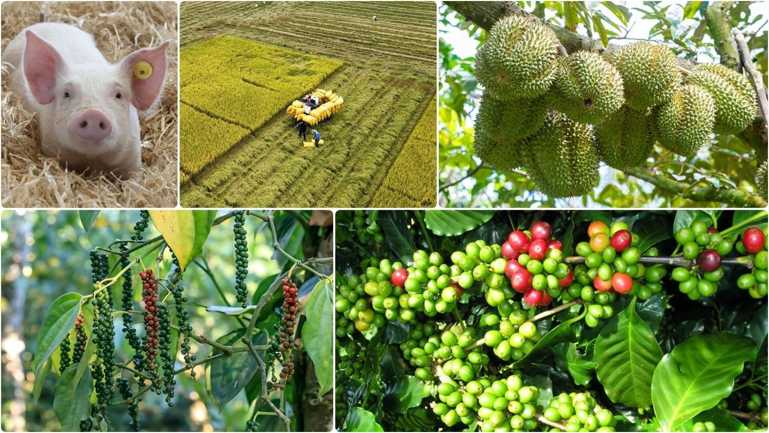Sáng nay, thị trường nông sản ghi nhận giá cà phê trong nước bốc hơi hơn 3.000 đồng/kg.