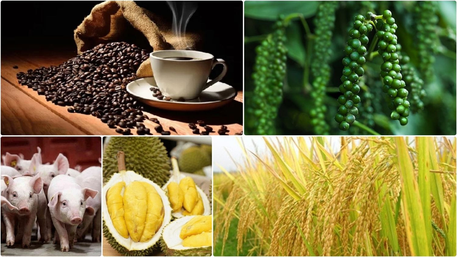 Thị trường nông sản sáng 13/7/2026 ghi nhận giá cà phê trong nước sáng nay ở trạng thái đi ngang.