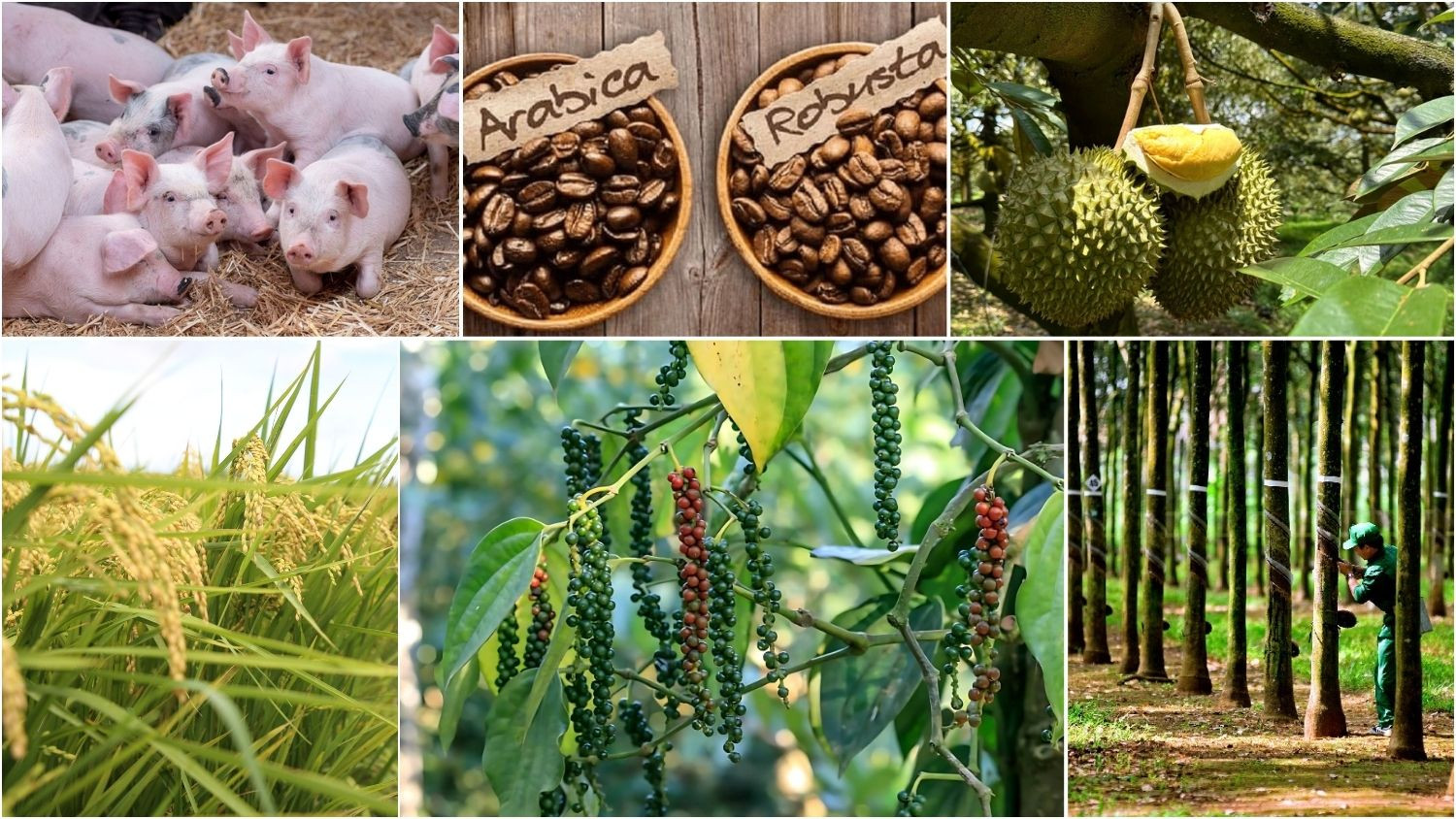 Thị trường nông sản 15/7: Hồ tiêu, lúa gạo khởi sắc, giá sầu riêng và cà phê phân hóa 