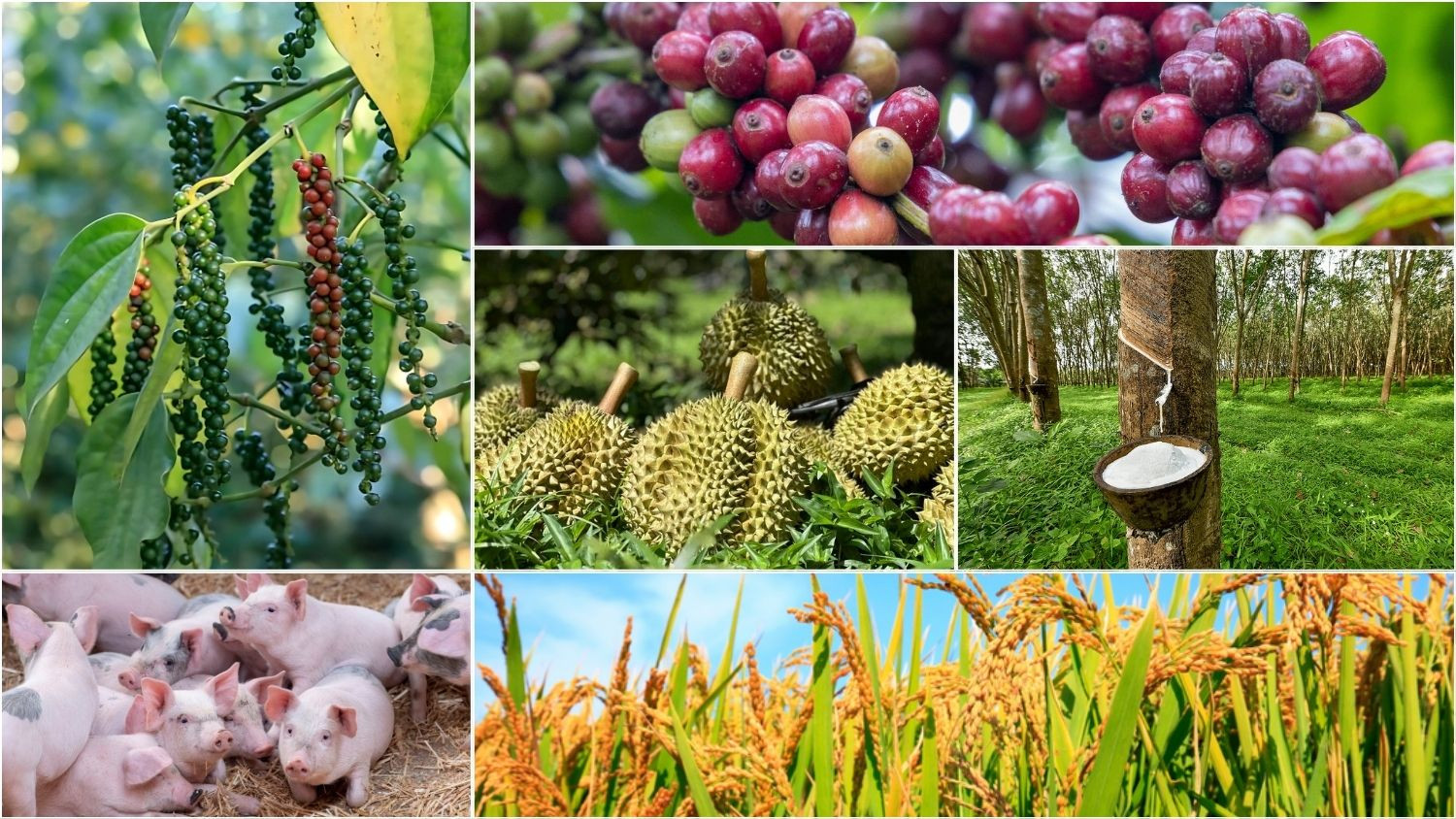 Thị trường nông sản sáng ghi nhận nhiều mặt hàng tăng nhẹ.