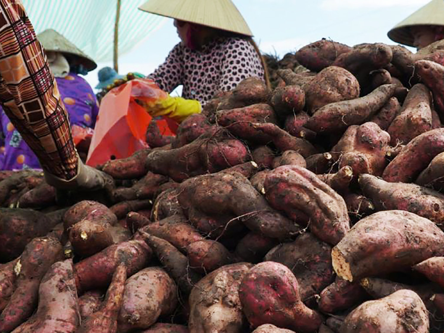 Nông dân xã Long Thạnh (An Giang) được mùa khoai lang nhưng lại rớt giá. Ảnh: LĐO